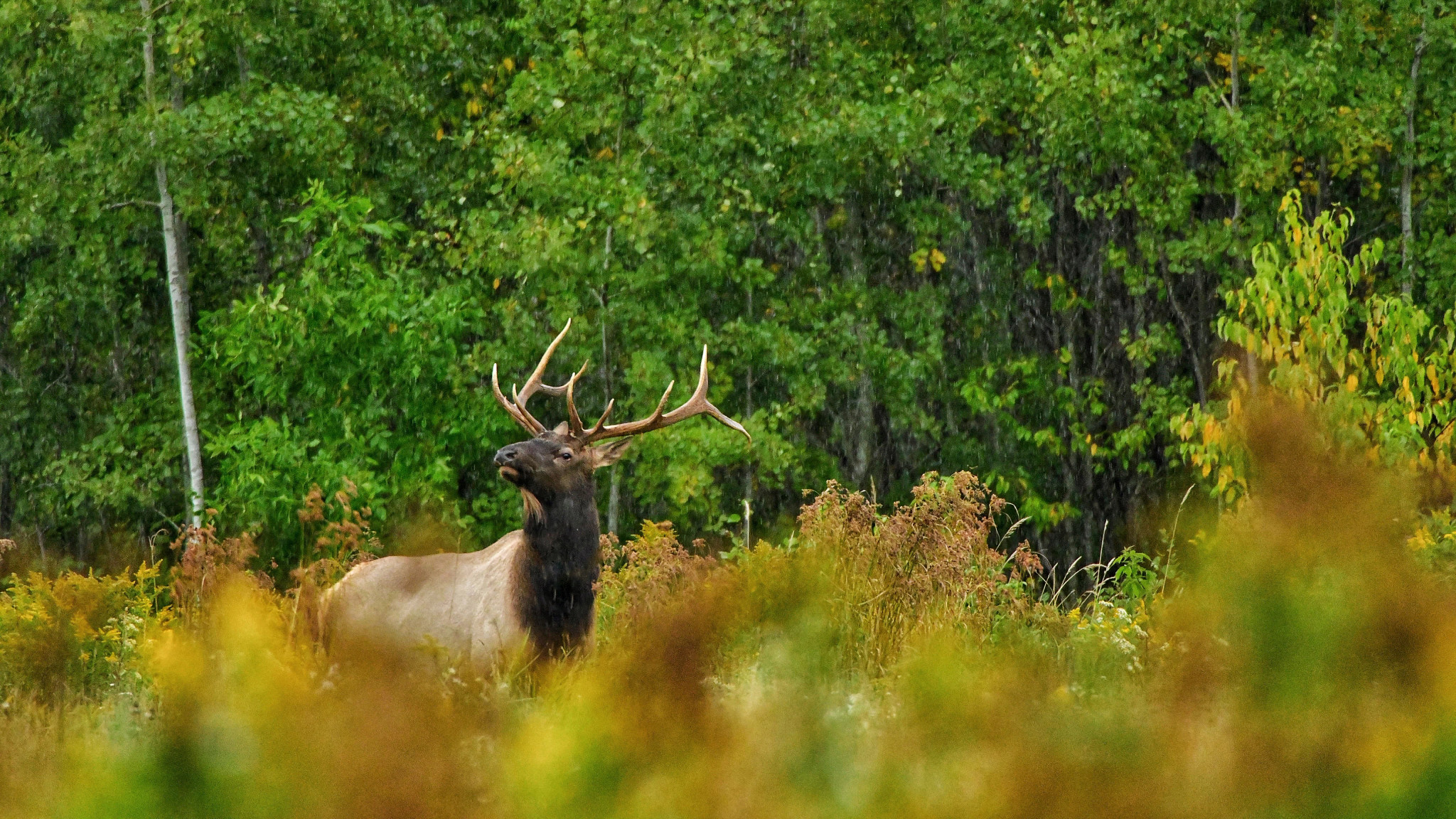 Apply For 2022 Elk Season Wisconsin DNR
